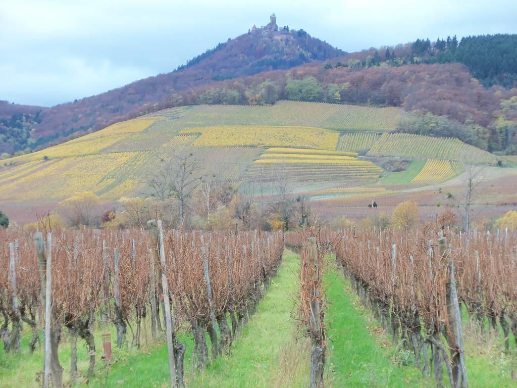 Apartment Route Du Vin Centre Alsace Orschwiller Phòng bức ảnh