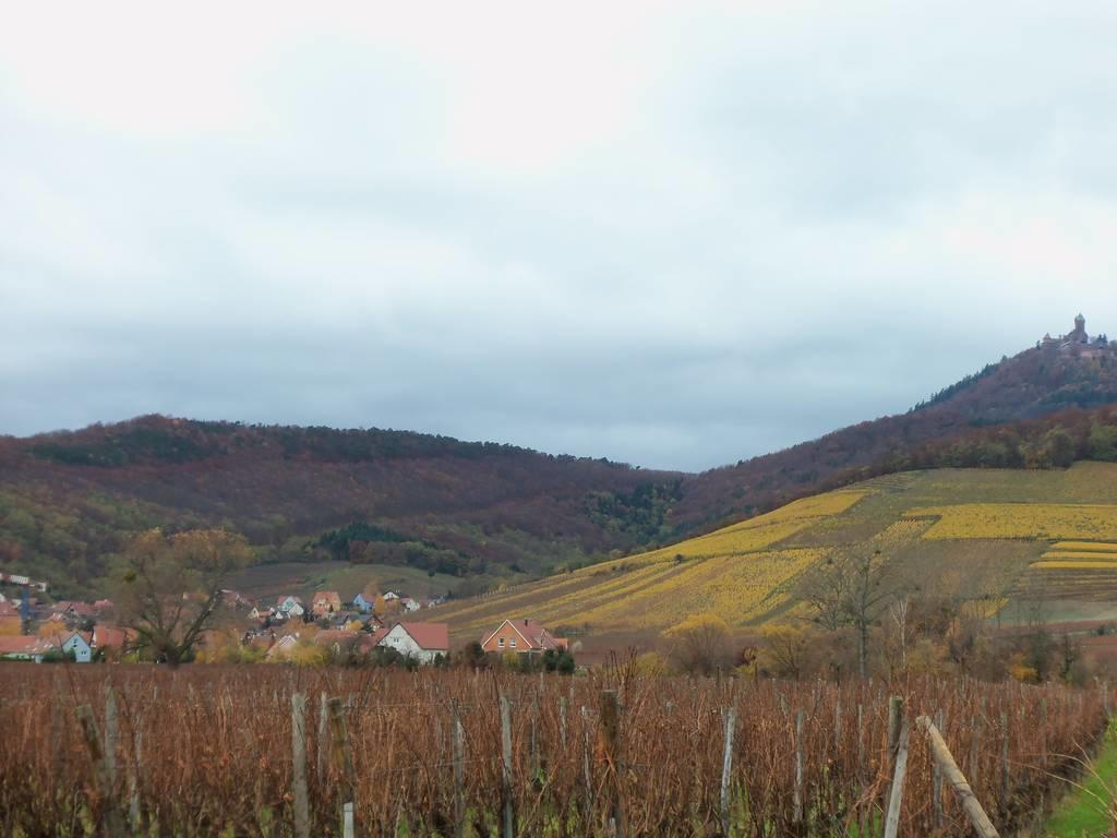 Apartment Route Du Vin Centre Alsace Orschwiller Phòng bức ảnh